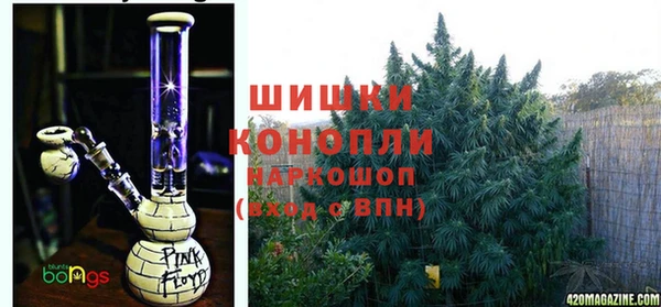 прущие грибы Магадан